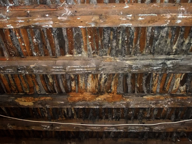 Holzzerstörer (Hausschwamm) (1)